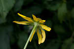 Cutleaf coneflower